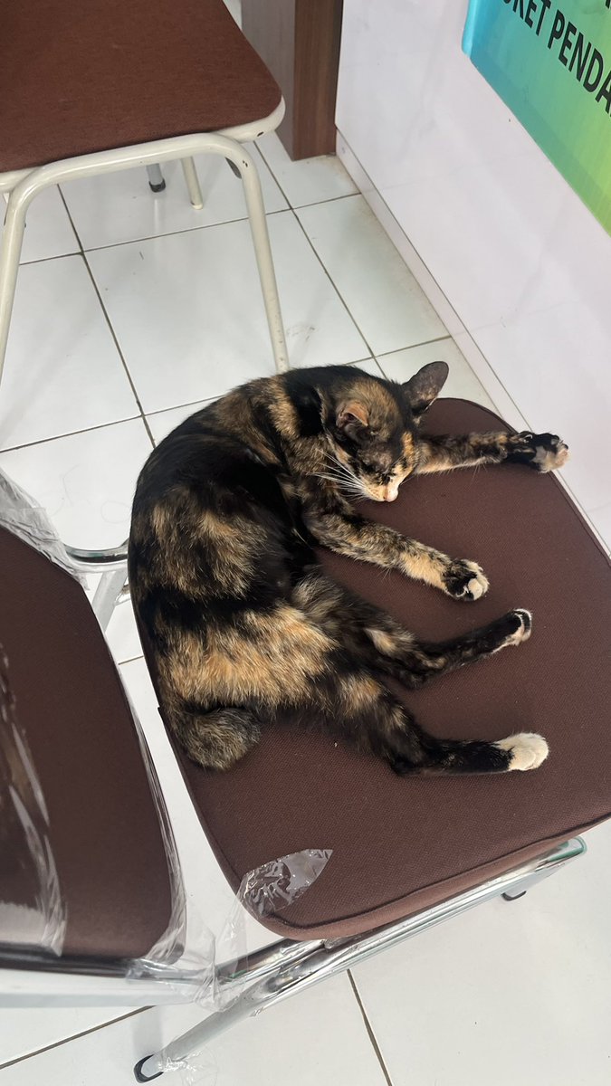 nixieola's tweet photo. cape kerja si, mau jadi kucing aja yg tiduran mulu🫠 https://t.co/jPeohGAa3I