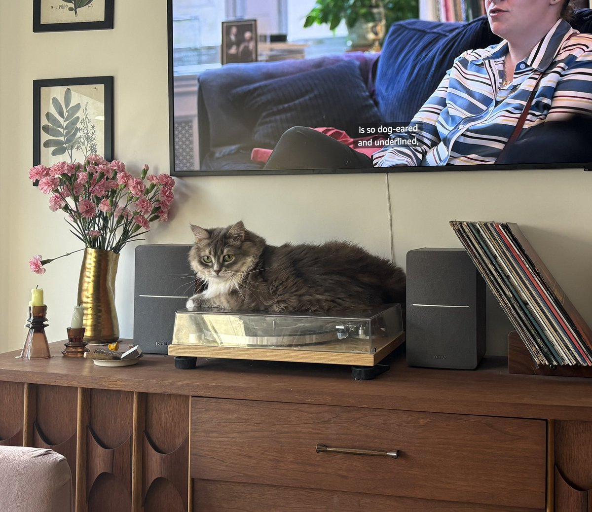 wallstmadison's tweet photo. Any other vinyl fans on here with cats that do this? https://t.co/7rZcQ2NagC