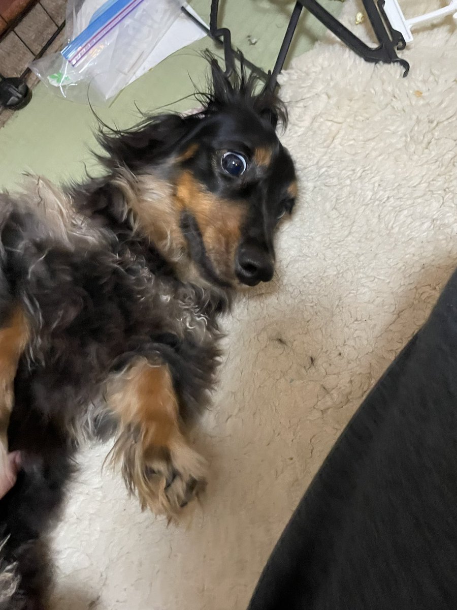 mitsukimama0's tweet photo. #ミニチュアダックス #ブラックタン
すぐにお腹見せてゴロンゴロンするチップくん🐶触って触ってとじゃれてきます。
すごい顔してるけど可愛い💕 https://t.co/0tbKOy6lZs