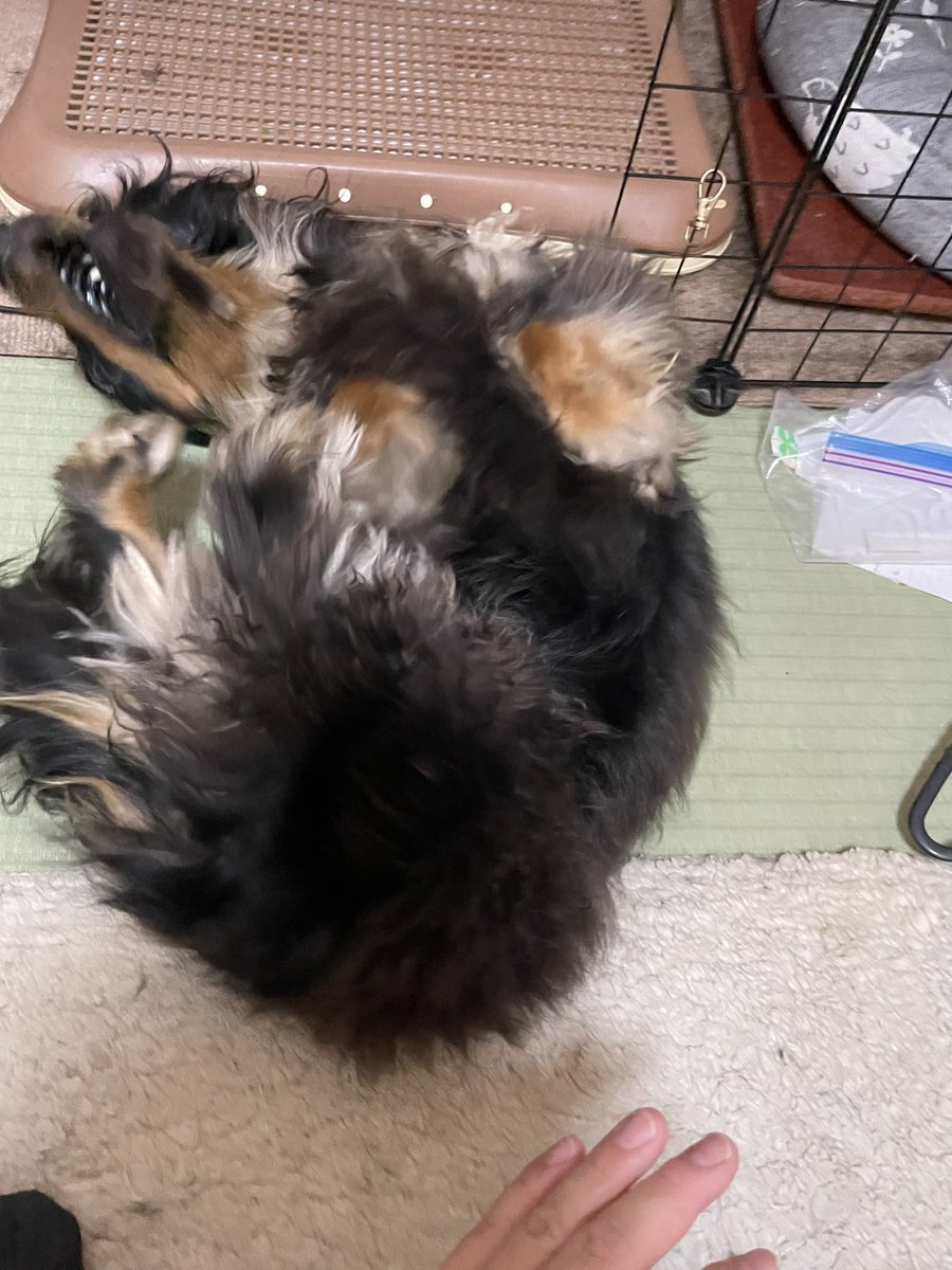 mitsukimama0's tweet photo. #ミニチュアダックス #ブラックタン
すぐにお腹見せてゴロンゴロンするチップくん🐶触って触ってとじゃれてきます。
すごい顔してるけど可愛い💕 https://t.co/0tbKOy6lZs