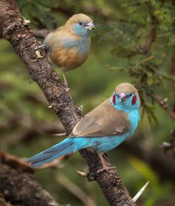KWSWesternCirct's tweet photo. Saiwa Swamp National Park is a sanctuary of biodiversity, offering a safe home to nature’s feathered treasures and a kry refuge for diverse bird species.

 Discover the beauty, experience the wonder, and join us in conserving this precious wetland ecosystem. https://t.co/IqsUltmSQE