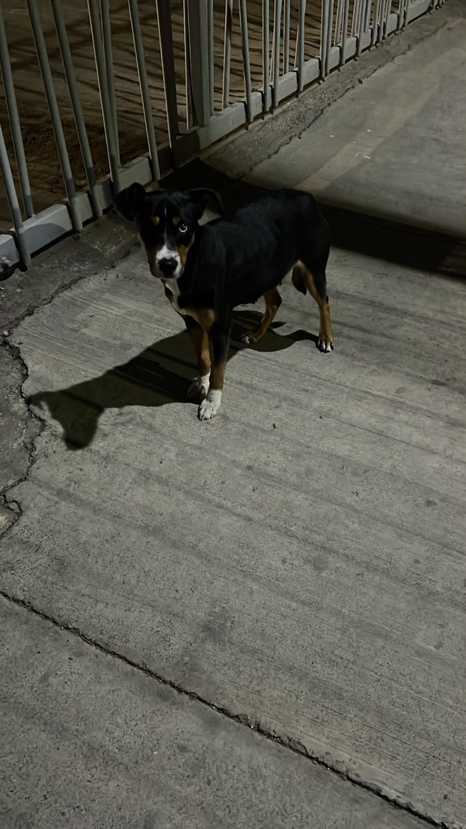 sol_palacios_m's tweet photo. Se necesita temporal urgente
Esta muy preñada y va a parir en cualquier momento😭

La van a tener retenida en una cancha un guardia solo por la noche, yo no tengo donde dejarla porque los ht tienen parvovirus. Alguien que pueda tenerla 🙏
Quilicura 
+56953554748 solo WhatsApp https://t.co/FIVijleRLR