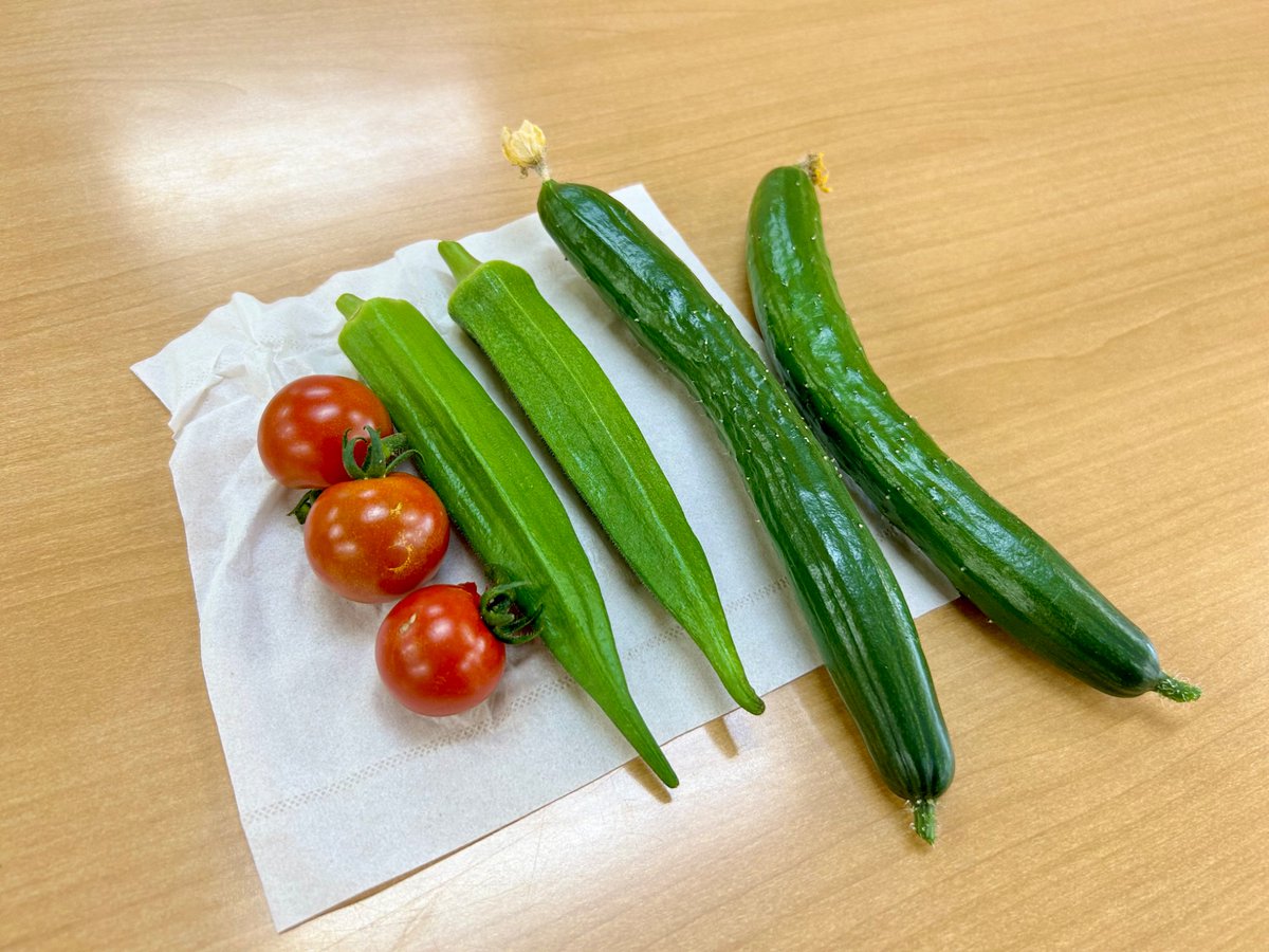RihabiriRaicho's tweet photo. 本日の収穫です🍅

きゅうりが小さいのではなく、
オクラが大きいんです。

#デイサービス　#リハビリ　#介護 https://t.co/hG7H4FfpYP