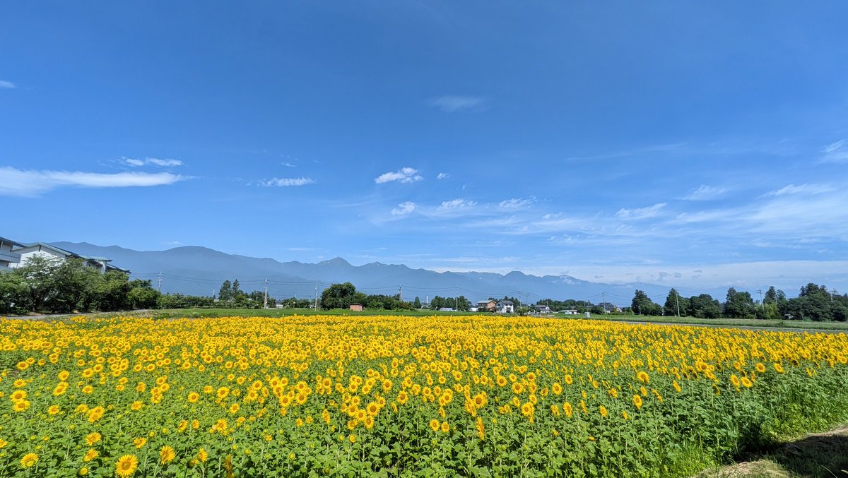 1224okachan's tweet photo. あづみの、快晴🌻☀✨

今日は山登りではなくランの練習💪
朝5時から走ってきました😁 https://t.co/L1UBHPSqvZ