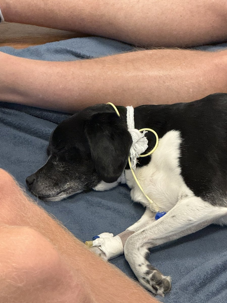 Bergatron1's tweet photo. On a more serious note, my dog was admitted to the Emergency Vet on Saturday as he wasn’t eating and could barely stand. 

We got to see him today but he’s still struggling. Unfortunately we don’t have insurance right now either and the bills are creeping.  1/2 https://t.co/1AkjoBo1Gr