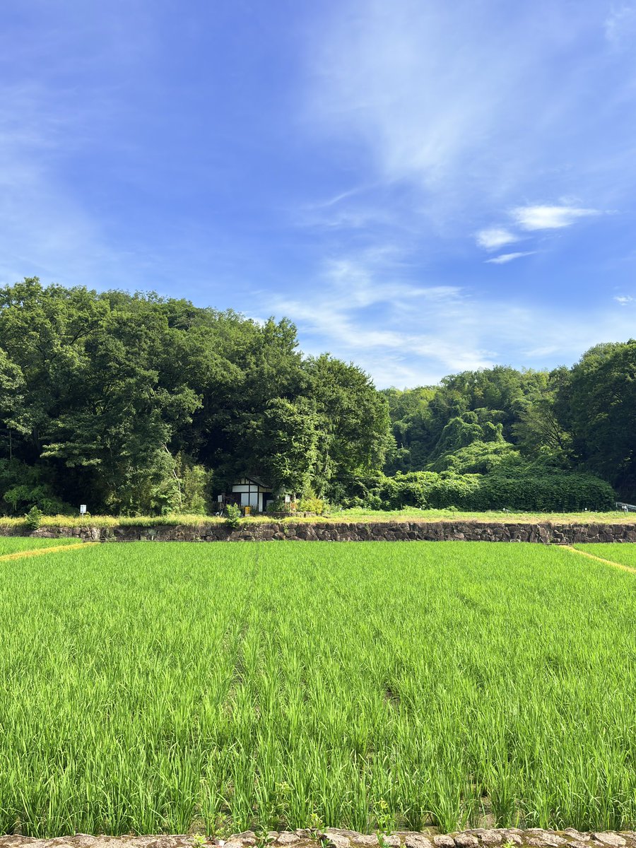 mintontktk's tweet photo. 今朝はこちらに🌾

水田に緑の稲苗が並ぶ田園風景が見事で、この季節は必ず来たくなる…

宮田英二を演じた春馬くんのラストシーンの笑顔も、稲もキラキラしてました✨

会いたいな

#陽はまた昇る  #秋山純監督
#寺家ふるさと村 https://t.co/5A2fwbMPoI