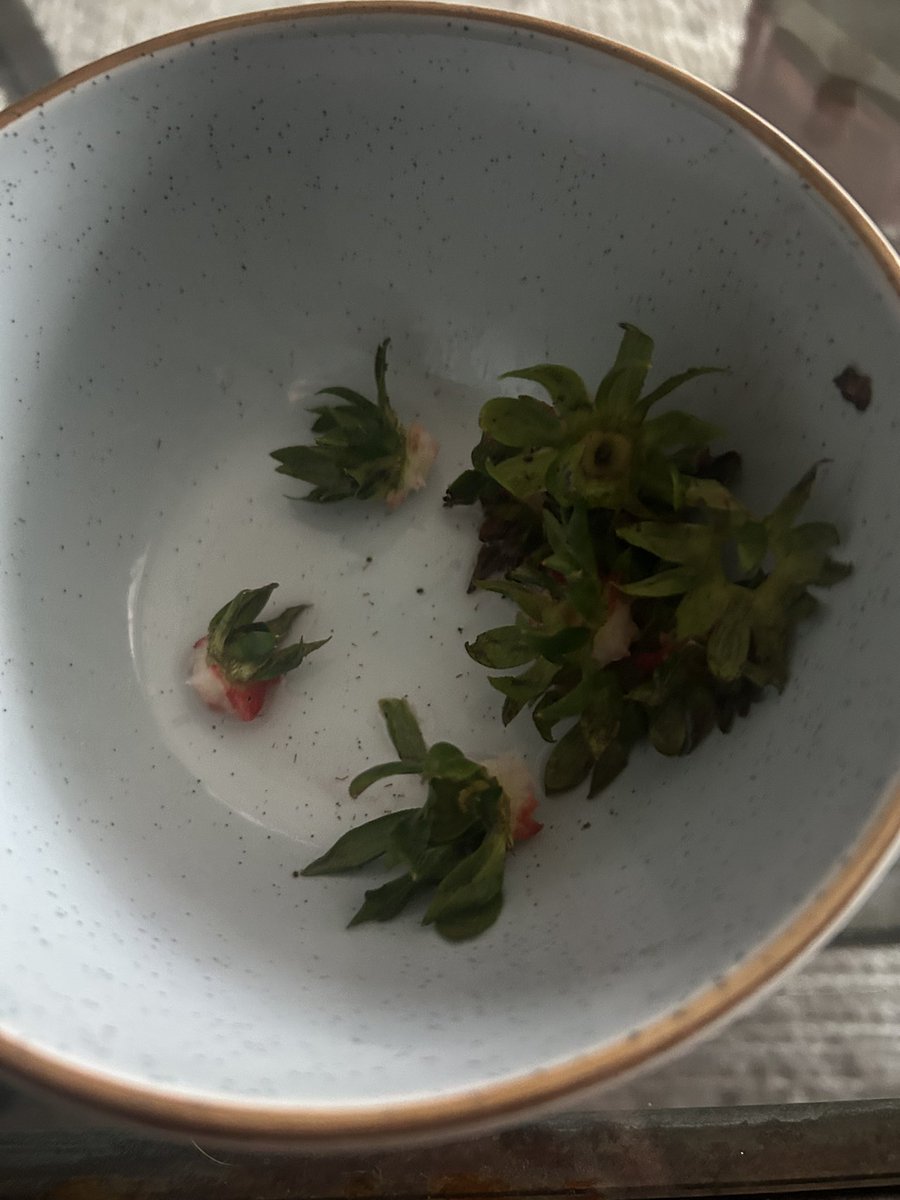 Elasticlarp's tweet photo. just devoured Yumi’s entire family tree🤤 https://t.co/MrwWbfk4sw