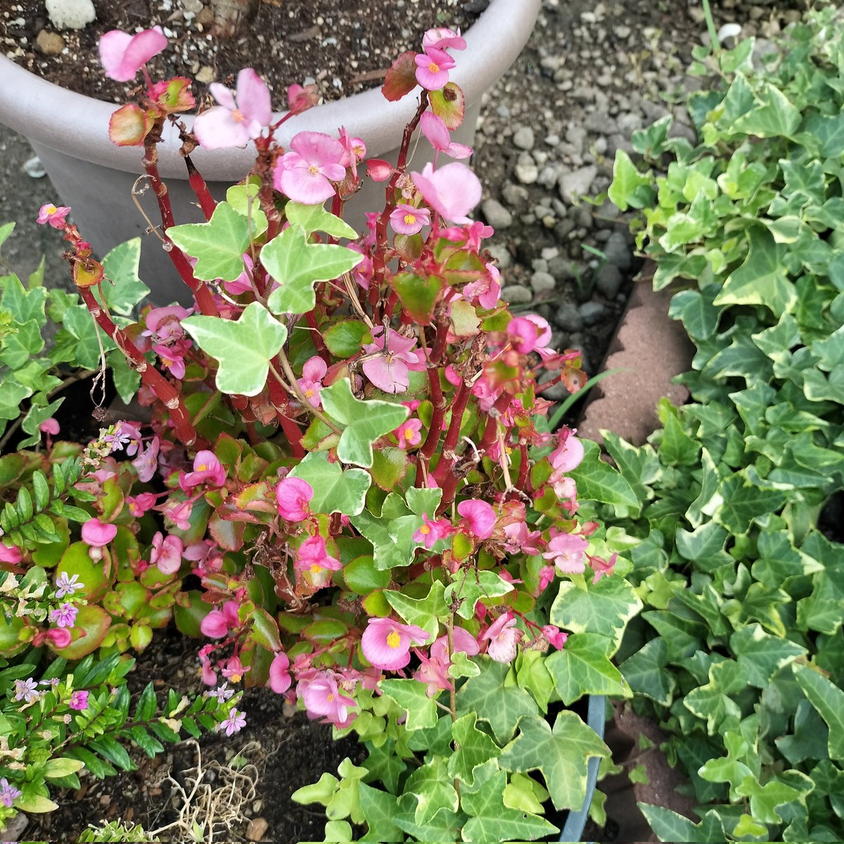 masamasa1's tweet photo. It’s a beautiful, clear day here in Takaishi. The begonias are so soothing. I’m still eating cherry tomatoes every day! ✨ It looks like I’ll be able to harvest some cucumbers soon, too. #HomeGarden #Begonias #CherryTomatoes #Cucumbers https://t.co/c3aiusUCEB