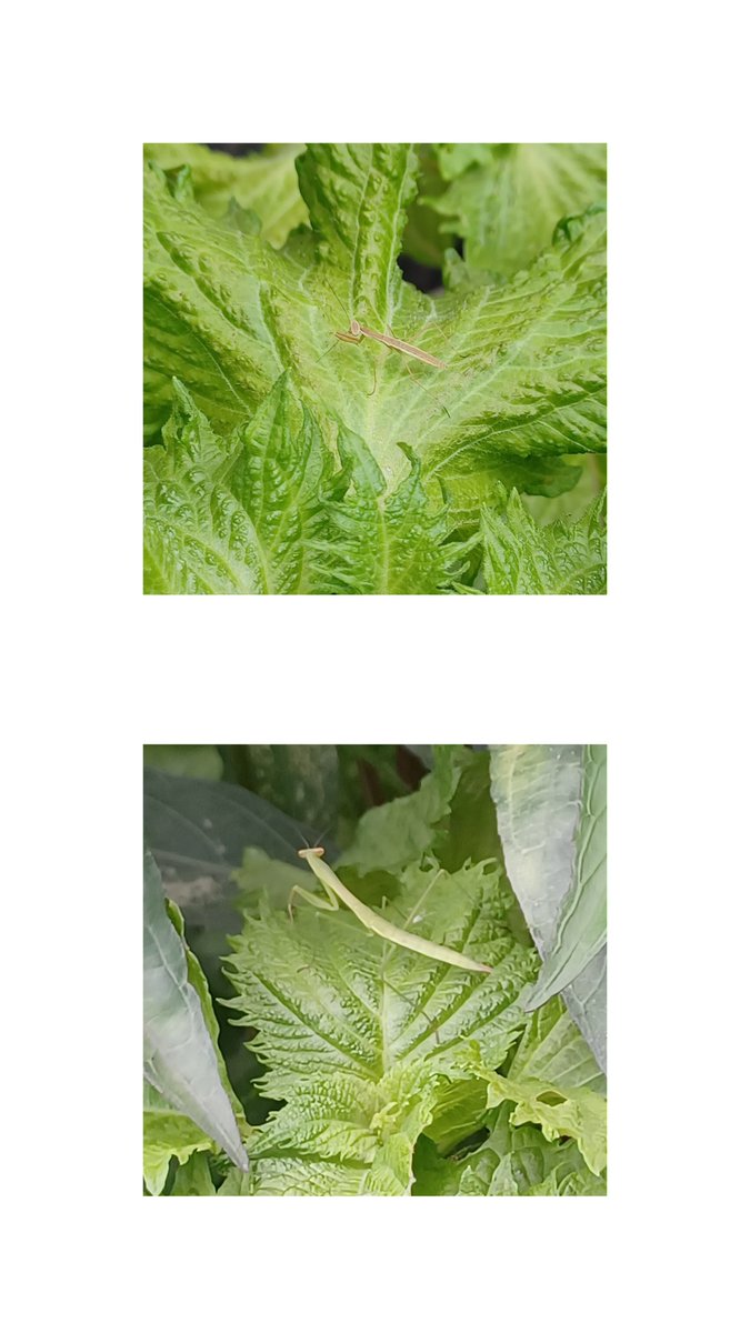 nico25capatan's tweet photo. 先月のミニカマキリから今月の中カマキリ🔍️
来月は大カマキリになっているかな？ https://t.co/sNWD3WGMDk