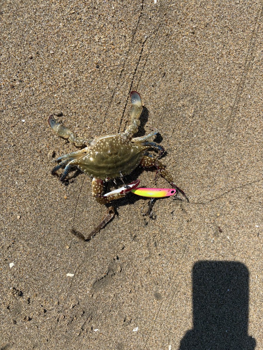 winter1126's tweet photo. 今日の朝マズメ釣果はこんな感じでした！昨日と同じ場所でお隣が1匹、僕が1匹でした！溜まってましたが、サイズ上がらず… https://t.co/syI1yRiXgl