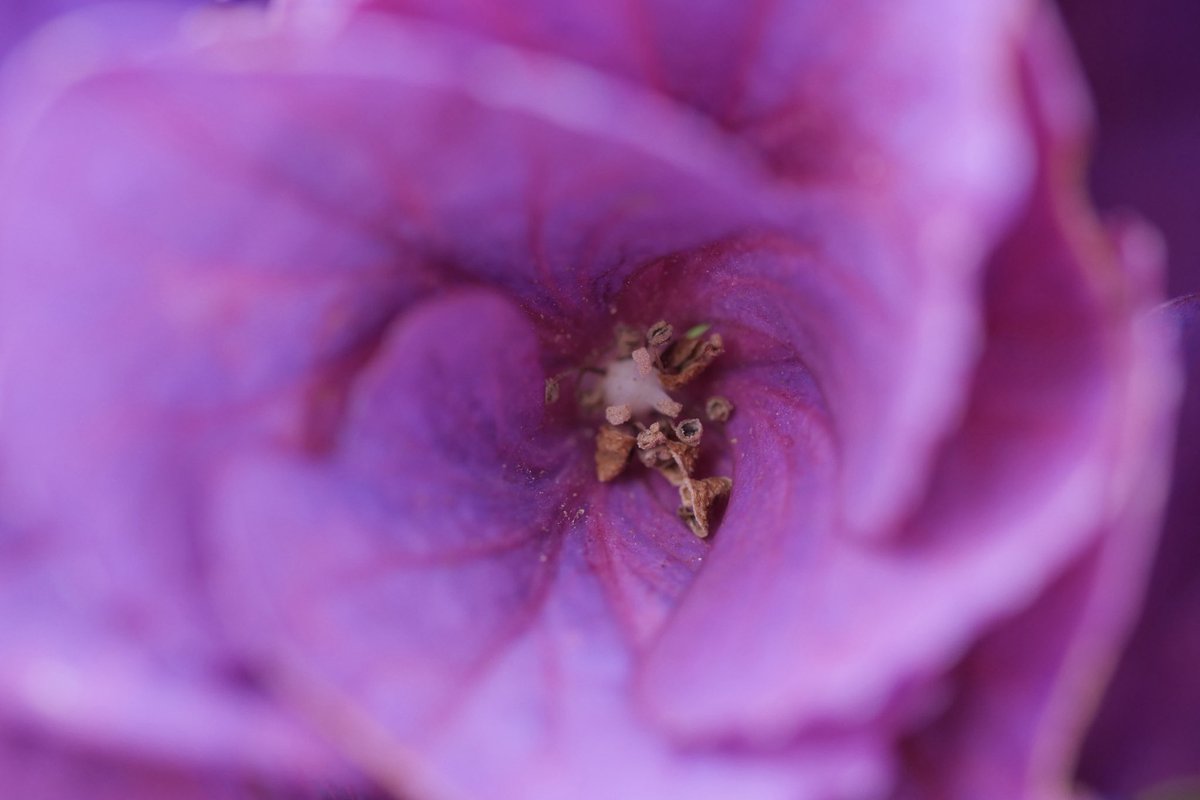 EF85mmf18's tweet photo. 家の庭に咲いている紫陽花が綺麗だったのでマクロレンズで撮ってみました。

LUMIX G99
ZUIKO DIGITAL ED 60mm F2.8 Macro
撮って出し https://t.co/QtTPtqE1FN