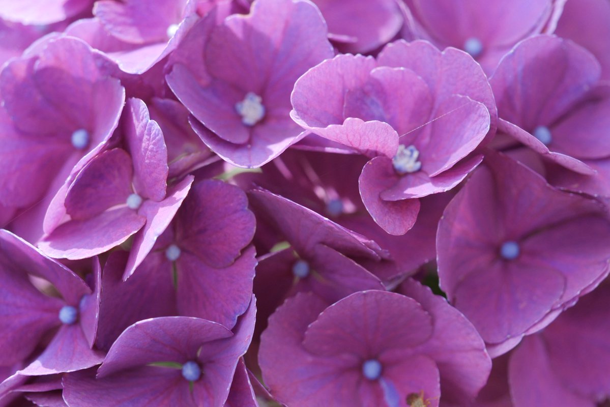 EF85mmf18's tweet photo. 家の庭に咲いている紫陽花が綺麗だったのでマクロレンズで撮ってみました。

LUMIX G99
ZUIKO DIGITAL ED 60mm F2.8 Macro
撮って出し https://t.co/QtTPtqE1FN