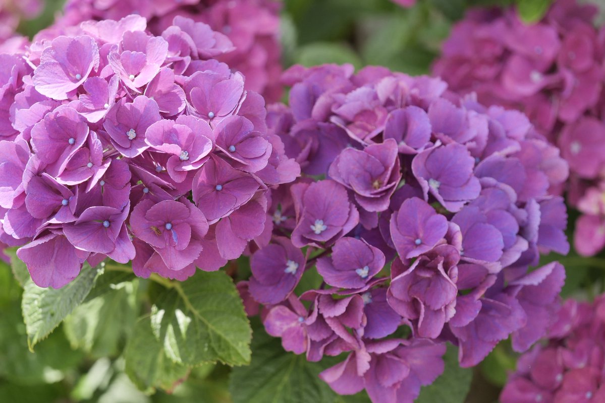 EF85mmf18's tweet photo. 家の庭に咲いている紫陽花が綺麗だったのでマクロレンズで撮ってみました。

LUMIX G99
ZUIKO DIGITAL ED 60mm F2.8 Macro
撮って出し https://t.co/QtTPtqE1FN
