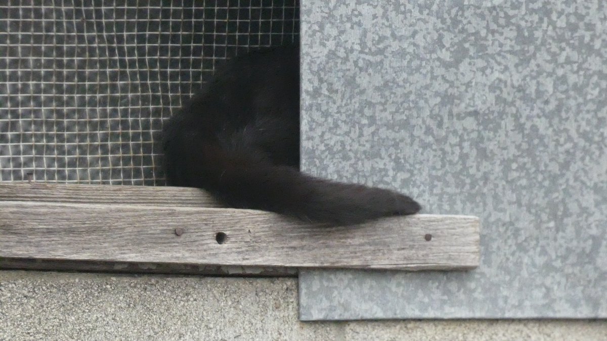 mavineko's tweet photo. ランだけ姿が見えないと思ったら・・

#黒猫もいいぞ #猫好きさんと繋がりたい https://t.co/QjsFazQuXO