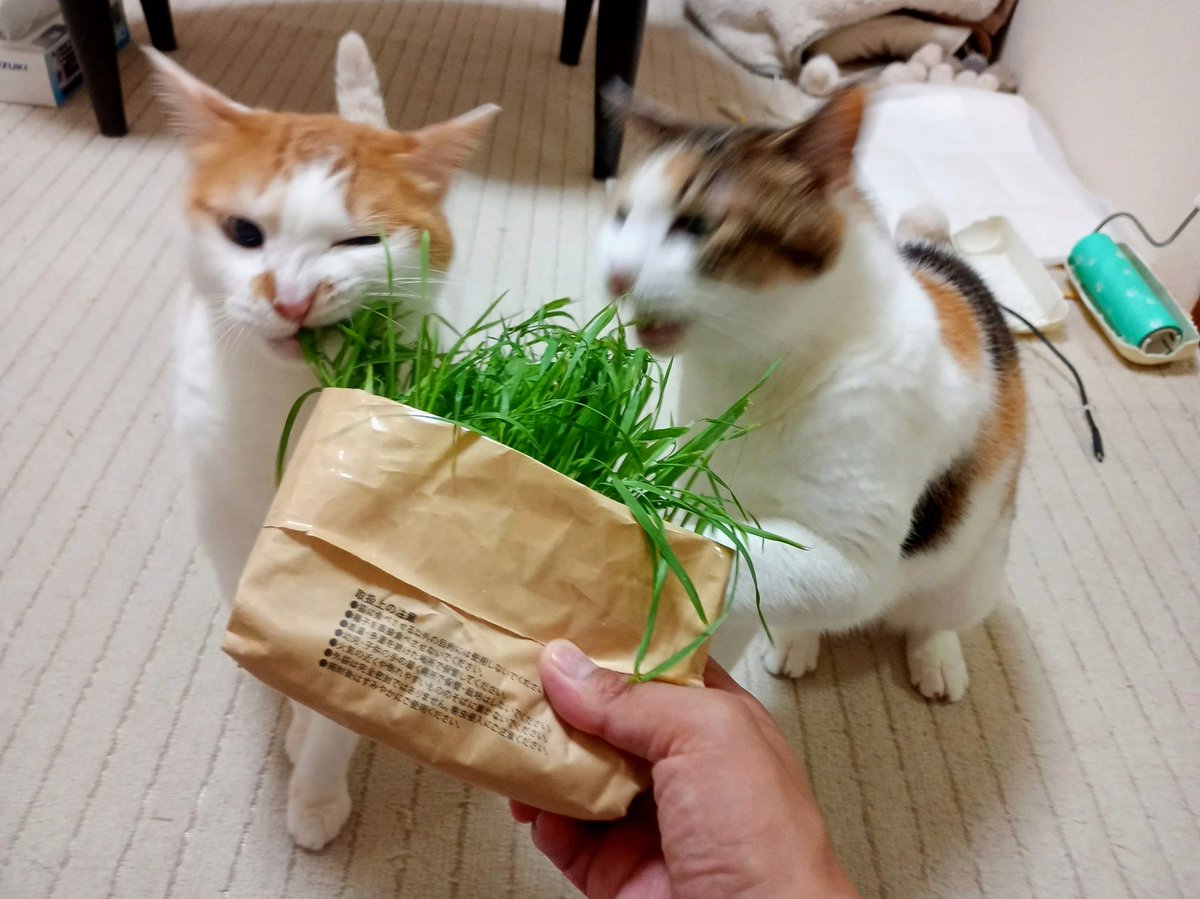 kanenomoto's tweet photo. コソッとフォローするこやの方しっかり向いてるりりむちゃんがめっちゃかわいい( ◜▿◝ ) https://t.co/y7as7VpZl6