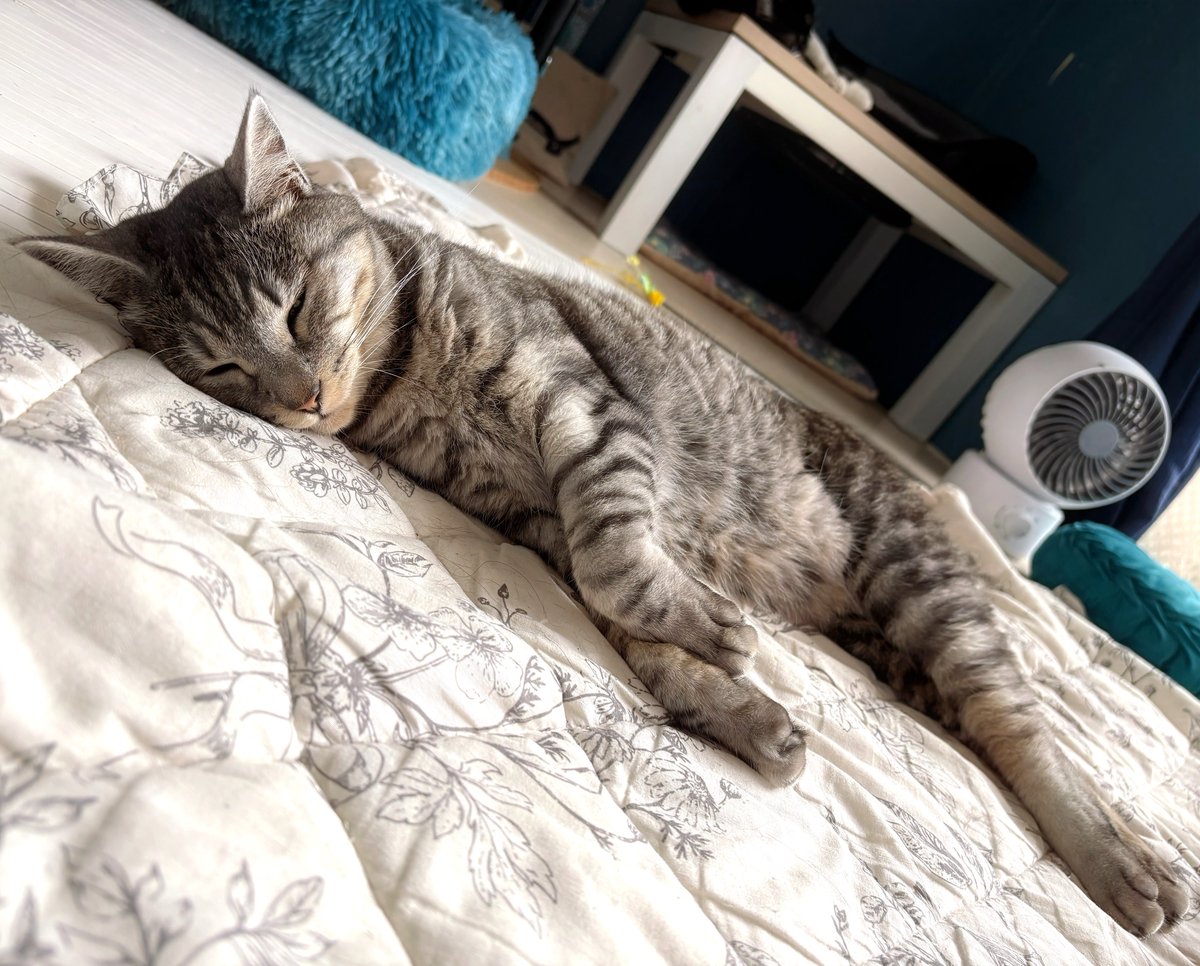bibara_cat's tweet photo. 凛ちゃんは飼い主の天使だよ。 https://t.co/By4dCEc23r