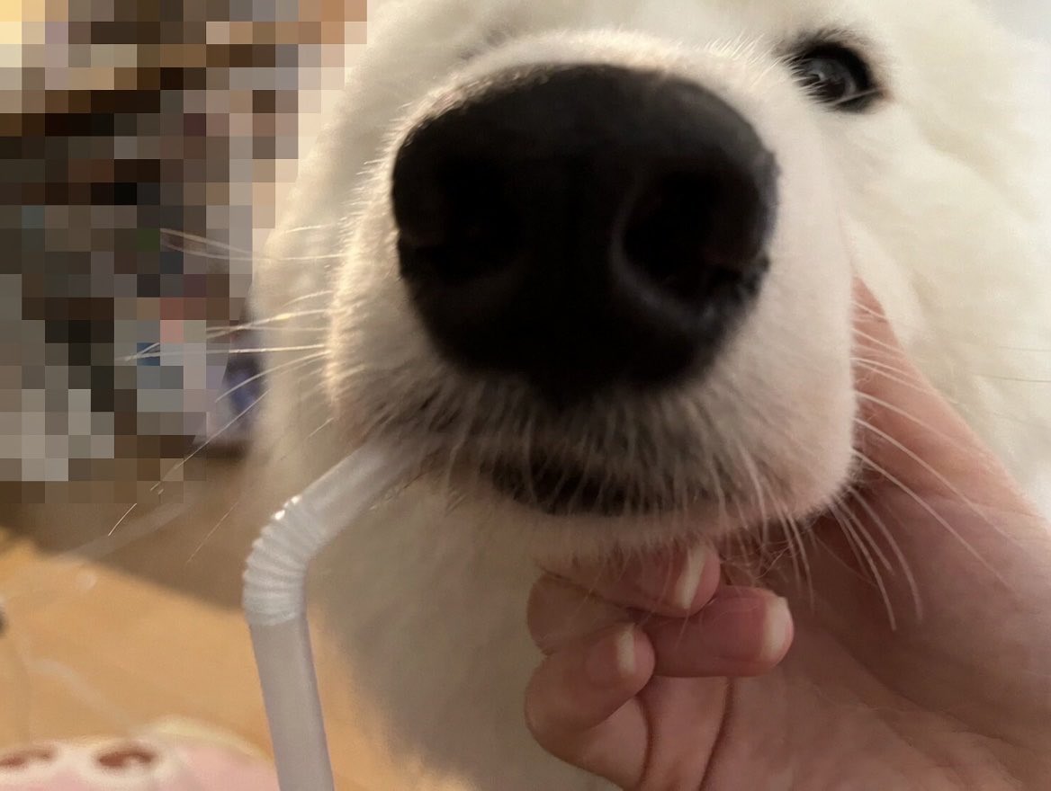 サモエドはっくん🐾 tweet media