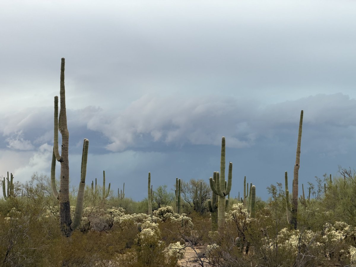 DesertSkyChaser's tweet photo. Intense storm looking to the north from Parks link road, AZ #AZwx @nwsphoenix @nwstucson https://t.co/XJSLGW08c1