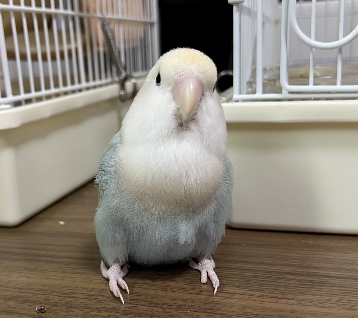 ツルギ tweet media