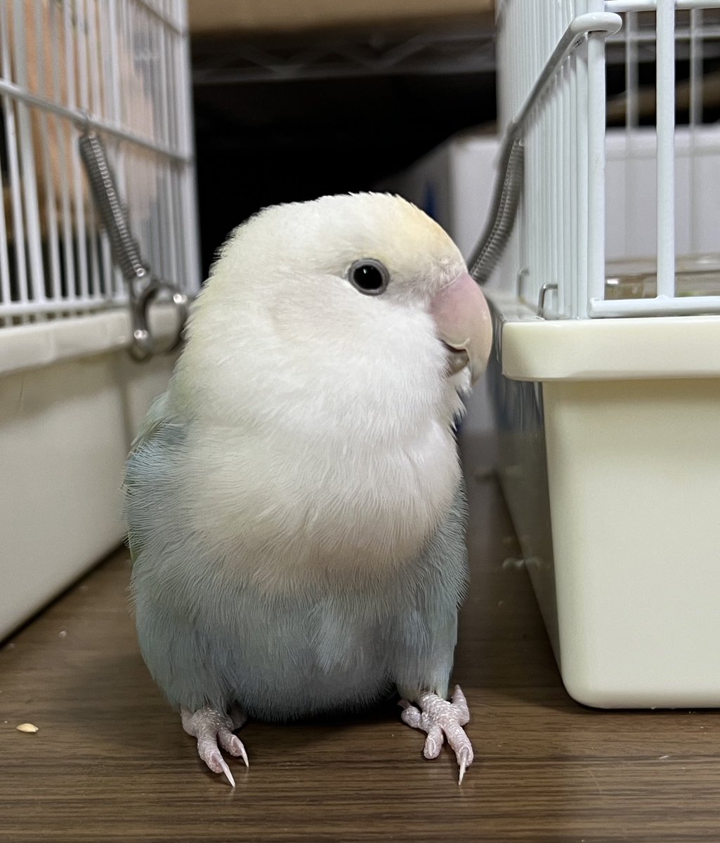 ツルギ tweet media