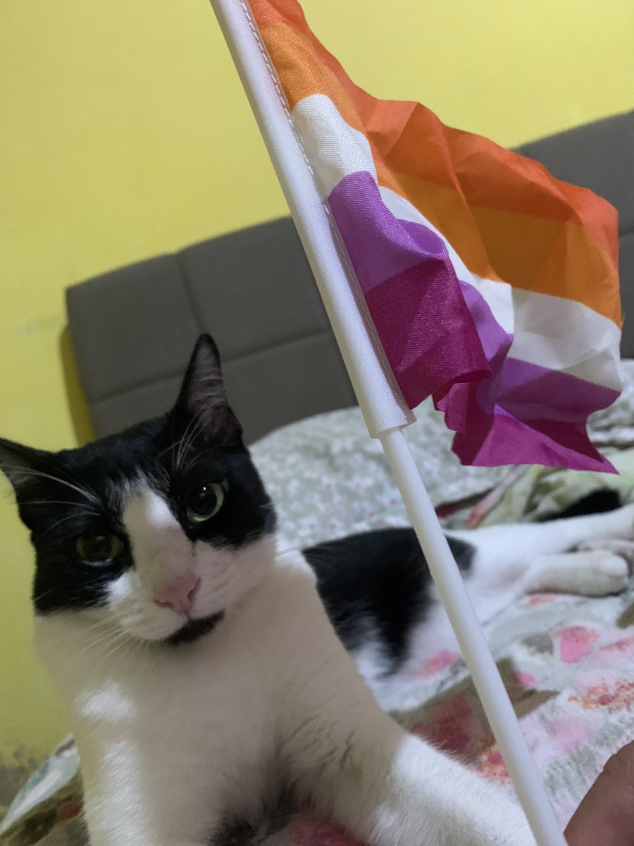 camibeyo's tweet photo. minha gata a favor do movimento lésbico https://t.co/nMiSPNkYTK