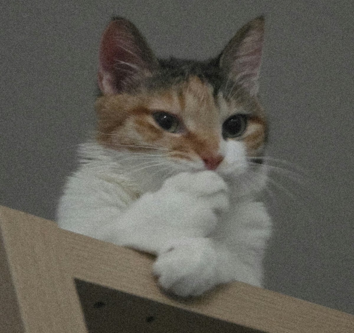 랑랑 tweet media