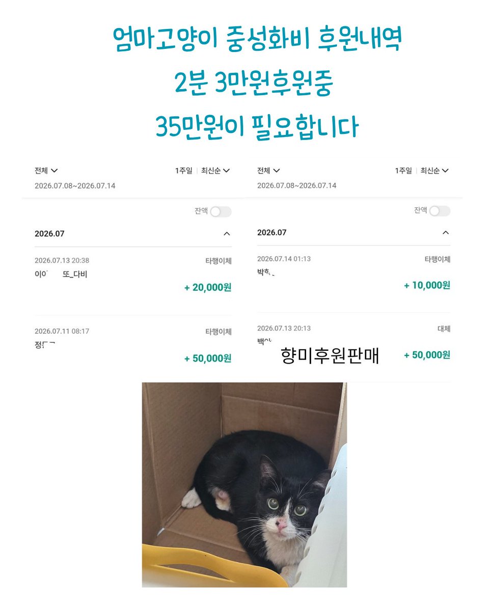 ssavecat_'s tweet photo. 엄마고양이 후원이 2분계십니다 

그리고 매주 월요일은 처방약 처방식 유동식 주문 결제일입니다 
몇 주째 후원으로 처방을 받을 수가 없습니다 약은 떨어지고 처방식도 유동식도 정말 많이 모자란데 아무리 후원요청을 드려도 모두가 어려운시기이고 휴가철에 이번주는 또 빨간날 휴일이 있습니다

봉사자들이 십시일반 모아도 한계가 있기에 후원자님들 도움없이는 버티기가 힘듭니다

유동식 1병 21000원 매일 8병 소진중이지만 어제부터 하나도 남지않았습니다

처방식은 한 주에 100-150만원이 청구되지만 지난주 이번주는 제대로 주문조차 하지 못했습니다 

발작약 심장약 신부전보조제 지혈제 조혈제도 바닥이 났습니다 발작환묘 뿌링이 야탑이는 12시간이 지나면 바로 대발작이 옵니다 약이 끊기지 않아야하는데 어제부터 약이 없습니다 

루아 야탑이는 간출혈로 지혈제 없이는 버틸 수가 없고 조혈제도 필수입니다 

조랭이 가을이 올리버 클루 야탑이는 매일 유동식을 급여해야합니다 자발식이가 되지않는 중증환묘들입니다 

도움 부탁드립니다 날도 너무 덥고 늘 부족한 관리비 월세도 지난 후원요청에 도움주시는 분이 3분정도였고 300만원이 넘는 관리비를 감당할 수가없었습니다 월세는 아직도 납입일이 지났지만 또 밀려있습니다 봉사자님이 그리고 봉사자들이 시작한 구조이지만 날이 갈수록 세이브캣은 고립되어 갑니다 

이*연님 백*영님 이*향님 3분이 매주 그리고 거의 매일 물품후원과 치료비후원에 동참해주시고 계시지만 곧 지치시게 될까봐 죄송한 마음뿐입니다 더 많은 후원자분들이 조금씩만 더 동참해주시면 하는 마음이 절실합니다 소수의 후원자분들 덕분에 세이브캣이 버틸수 있음도 당연히 감사합니다 

하지만 그 소수의 분들이 지치시게 되면 세이브캣은 정말로 버틸힘이 없습니다 

오늘은 유동식 147만 처방약 130 처방식 150 그리고 엄마고양이 중성화 32만원 후원이 꼭 채워졌으면 좋겠습니다 아픈아이들이 굶게되면 중증입원으로 응급실로 실려가야합니다 약이 없으면 지금까지 버텨온 시간이 모두 헛된수고가 됩니다 어렵게 살리고 있고 최소한의 처치로 유지하고 있습니다 도와주세요 🙏😢