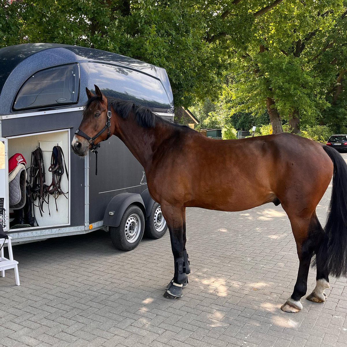 jumpingprinceqk's tweet photo. Teddy oder doch ein Pferd?? 😂😂😂
Kenni hat so ein dickes und langes Fell bekommen, dass es sich mit dem Reiten immer schwieriger gestaltet 🙈 da heißt es wohl bald Scheren 🥰… https://t.co/FsNlh7QdML