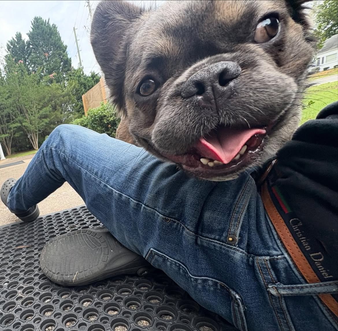 Listen2Kevin's tweet photo. Precious lil one for sale 🥹 
He’s pure, full of love y&amp; in need of a home w/ some genuinely love all up on him typa folks! 
(Couldn’t take a regular pic bc he wouldn’t let me go ughhhhhh if u get him can I have him on Fridays? 🙏🏽💜) https://t.co/qHRMs3kt4V