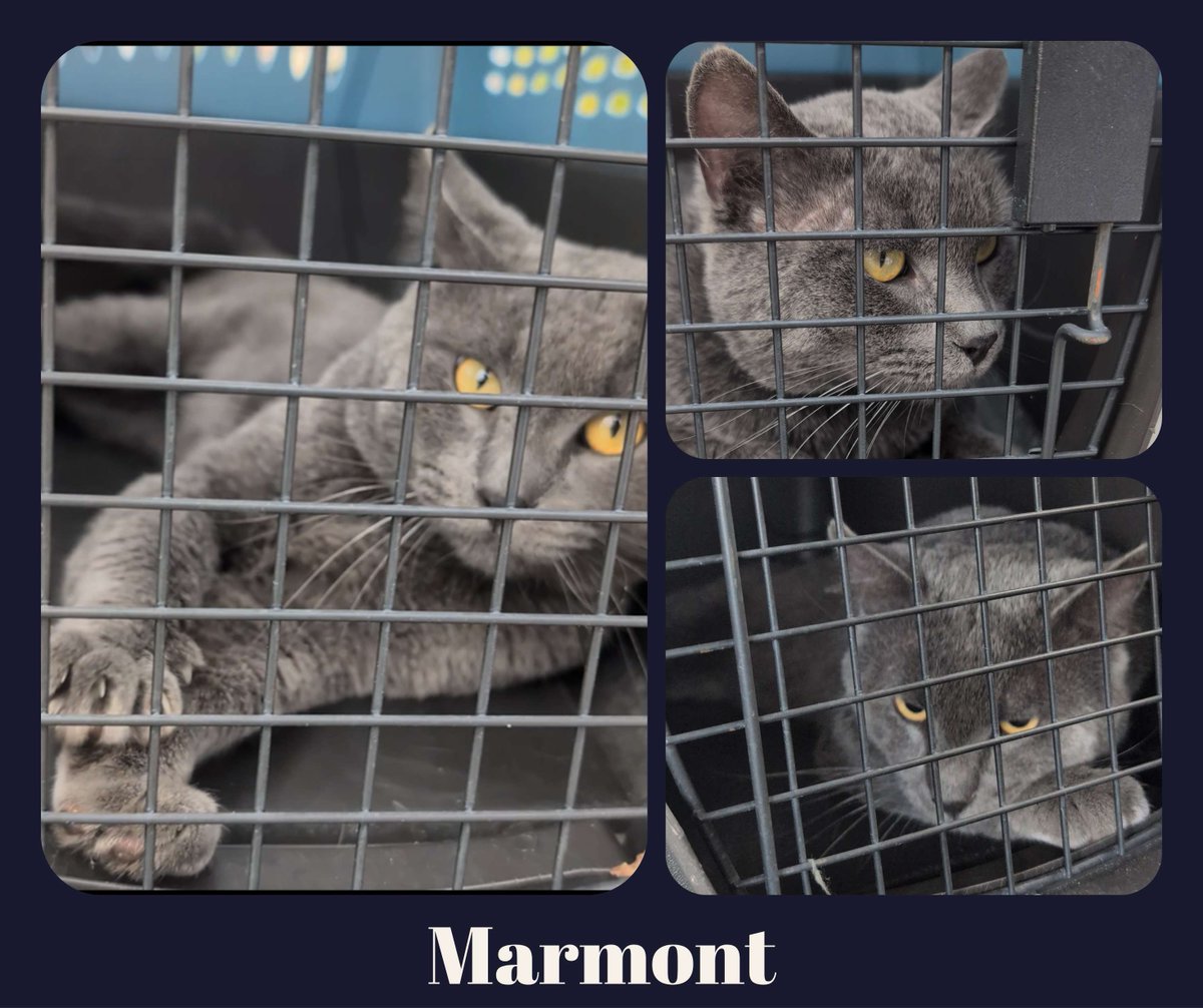 thetnrproject's tweet photo. COMING SOON: Marmont  

Purebred Chartreux found on July 4th—thin, flea‑bitten, and abandoned. Neighbors hadn’t seen a cat, but when we searched the block he flew out of the bushes. Sweet, social, gentle with kids, never hissed once.

Adoption apps open soon.

#thetnrproject https://t.co/9VS8CmZ3uz