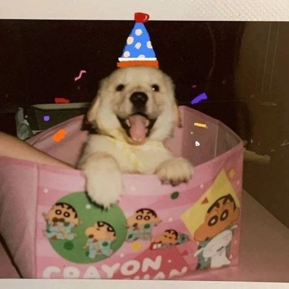 puppies tweet media