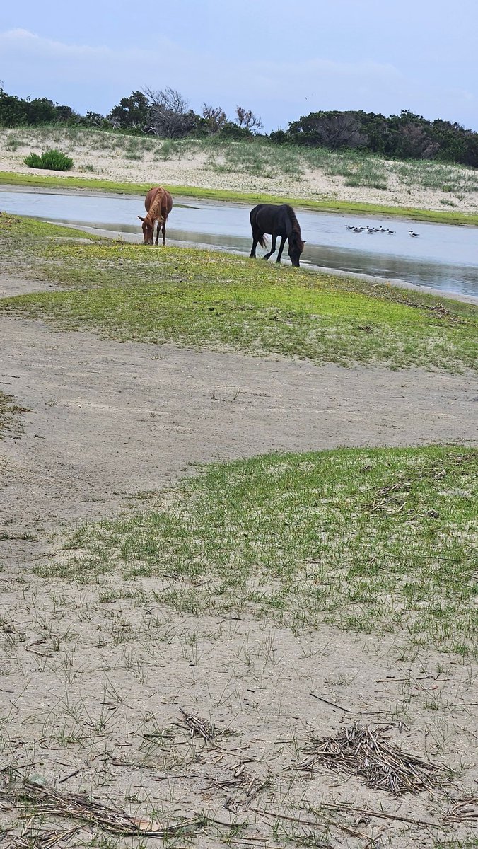 LizardLoveShack's tweet photo. Horse https://t.co/i9NZoCuZwk