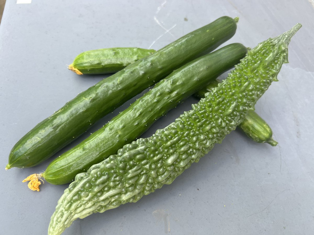 zerokake's tweet photo. Dot.菜園、毎朝収穫ありがとう。
そして冷蔵庫の野菜室がパンクしそうなので毎日キュウリを食べている菜食Dot.
#09rock
#心霊系バンドマン
#newjack
#家庭菜園 https://t.co/IUuOw18ceK