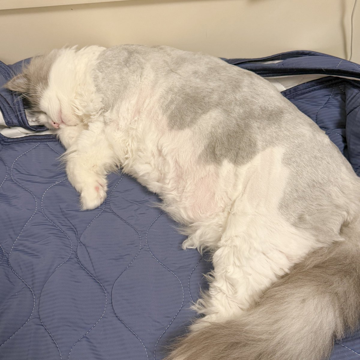 ironboy1203_'s tweet photo. おはようございます。サマーカットによって誕生した牛です🐮💤 https://t.co/0a3g23aj7j