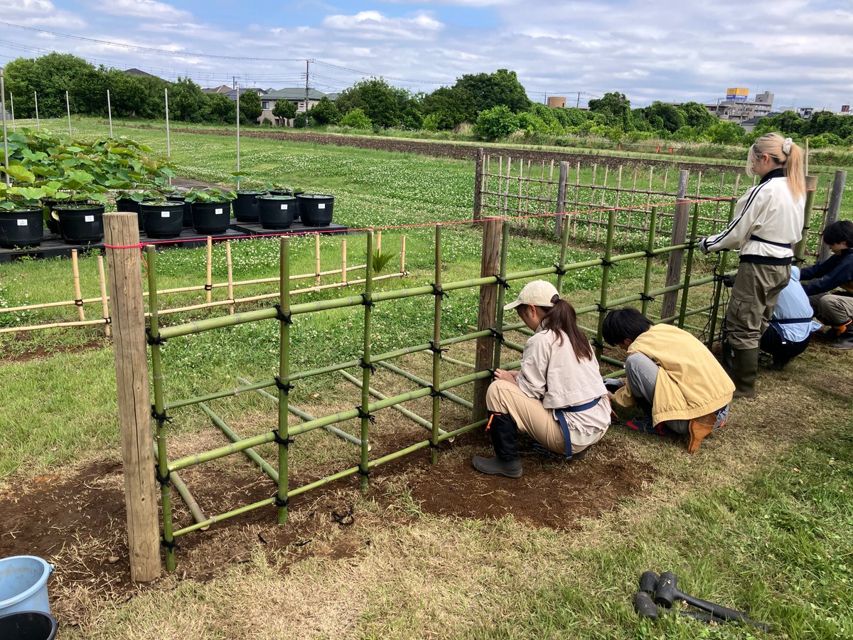 utokyo_isas's tweet photo. 実習にて、ハス見本園のそばに「竹垣」を製作しました。
竹垣は日本庭園を構成する伝統的な要素のひとつです。
水平を取りながら、柱を立て、竹材を一つひとつ丁寧に取り付けてと、工程の多い作業でしたが全員で協力して取り組みました。

#生態調和農学機構 #東大農場 #竹垣 https://t.co/byjRVDqjsu