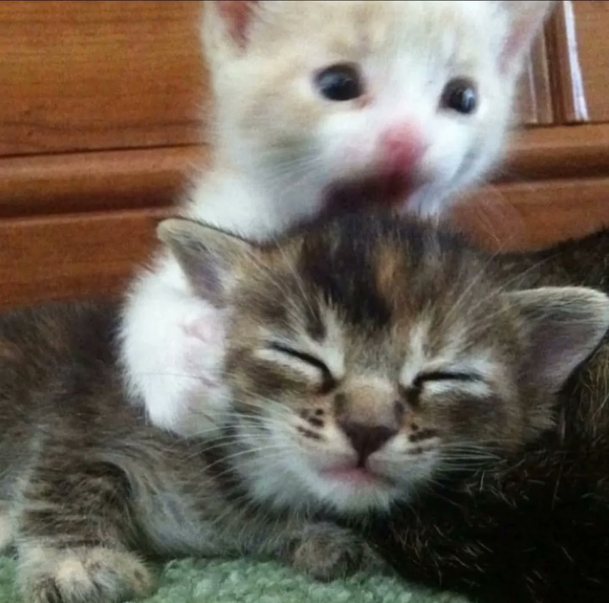 catsworldaura's tweet photo. https://t.co/ReSXxbX0Cu