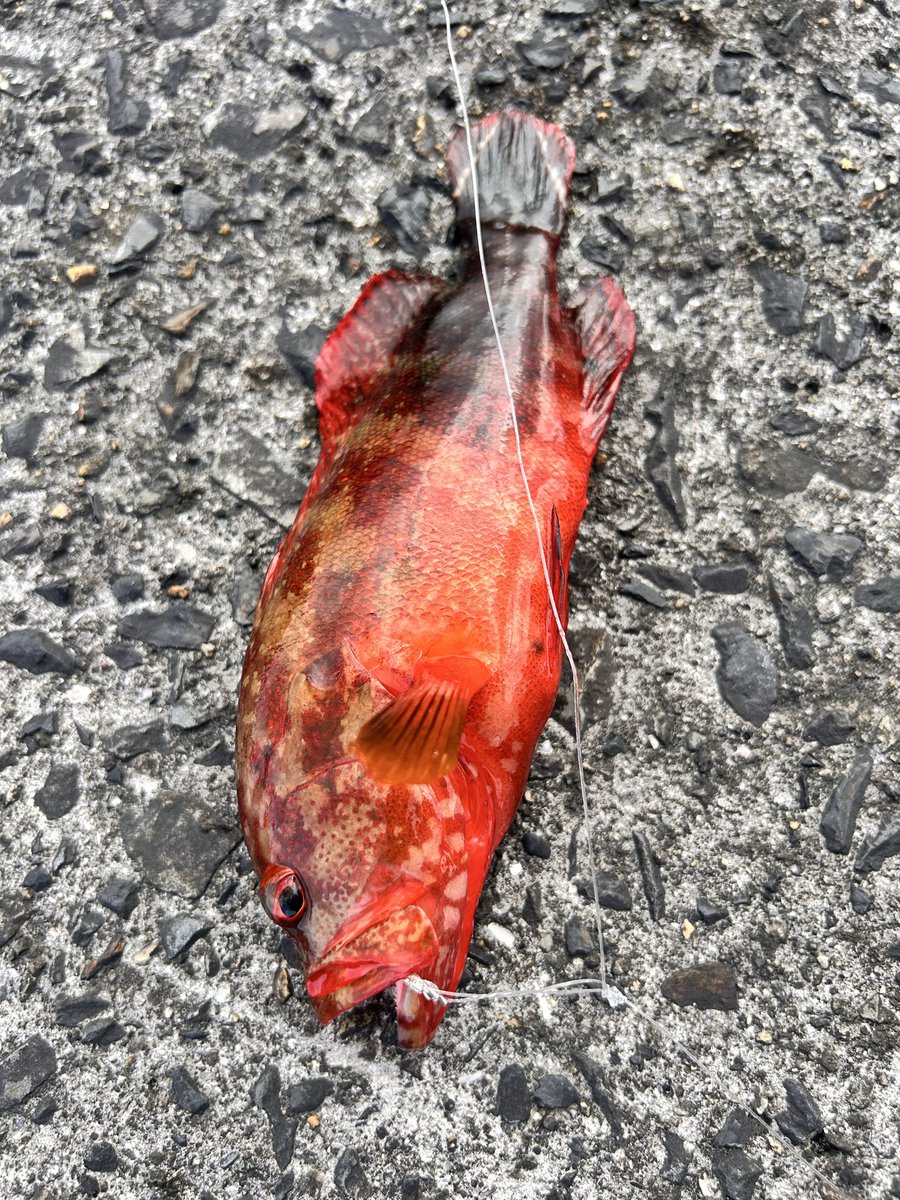 AnglerRyusei's tweet photo. 熱帯魚釣りつつ泳がせの餌となるやつがくればな〜 https://t.co/fsPTGc5kx5