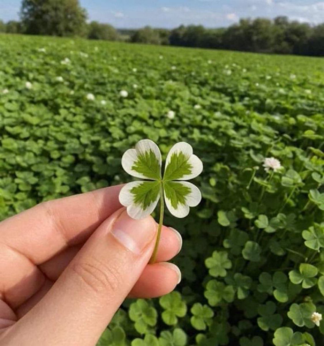 pozitifevibe's tweet photo. 🍀🍀🍀🍀 RT FOR GOOD LUCK 🍀🍀🍀🍀

🍀🍀🍀🍀 RT FOR GOOD LUCK 🍀🍀🍀🍀

🍀🍀🍀🍀 RT FOR GOOD LUCK 🍀🍀🍀🍀

🍀🍀🍀🍀 RT FOR GOOD LUCK 🍀🍀🍀🍀

🍀🍀🍀🍀 RT FOR GOOD LUCK 🍀🍀🍀🍀

🍀🍀🍀🍀 RT FOR GOOD LUCK 🍀🍀🍀🍀

🍀🍀🍀🍀 RT FOR GOOD LUCK 🍀🍀🍀🍀 https://t.co/I9DD5fI7T5