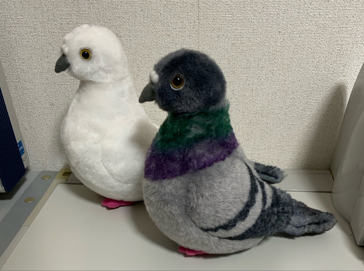 Dousin_kawaii's tweet photo. ﾎﾟｯﾎﾟﾎﾟﾎﾟﾎﾟｯﾎﾟｯﾎﾟｯﾎﾟﾎﾟﾎﾟｰｰｰｰｰｰｯ🐦(シロハトのクチバシピンクって言うたやん‼︎) https://t.co/QiMzz3LlCc