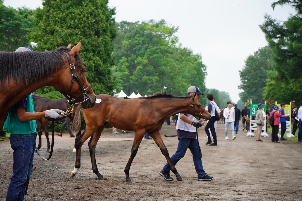 northern_horse's tweet photo. 本日はセレクトセール2日目。
当歳馬のセリが始まりました。

朝には親子での一斉展示が行われ、仔馬は慣れない環境に戸惑いながらも、ハンドラーの声に合わせて堂々と立つ姿を見せていました。

ときおり、お母さんやスタッフに甘えながらがんばっています！ https://t.co/P1nERVHlni