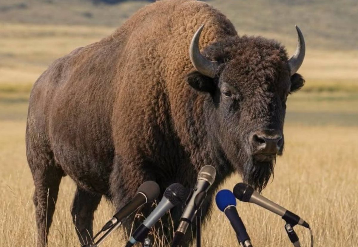 BisonFanPage1's tweet photo. Are you not entertained? 😎 https://t.co/avloEDtFqA