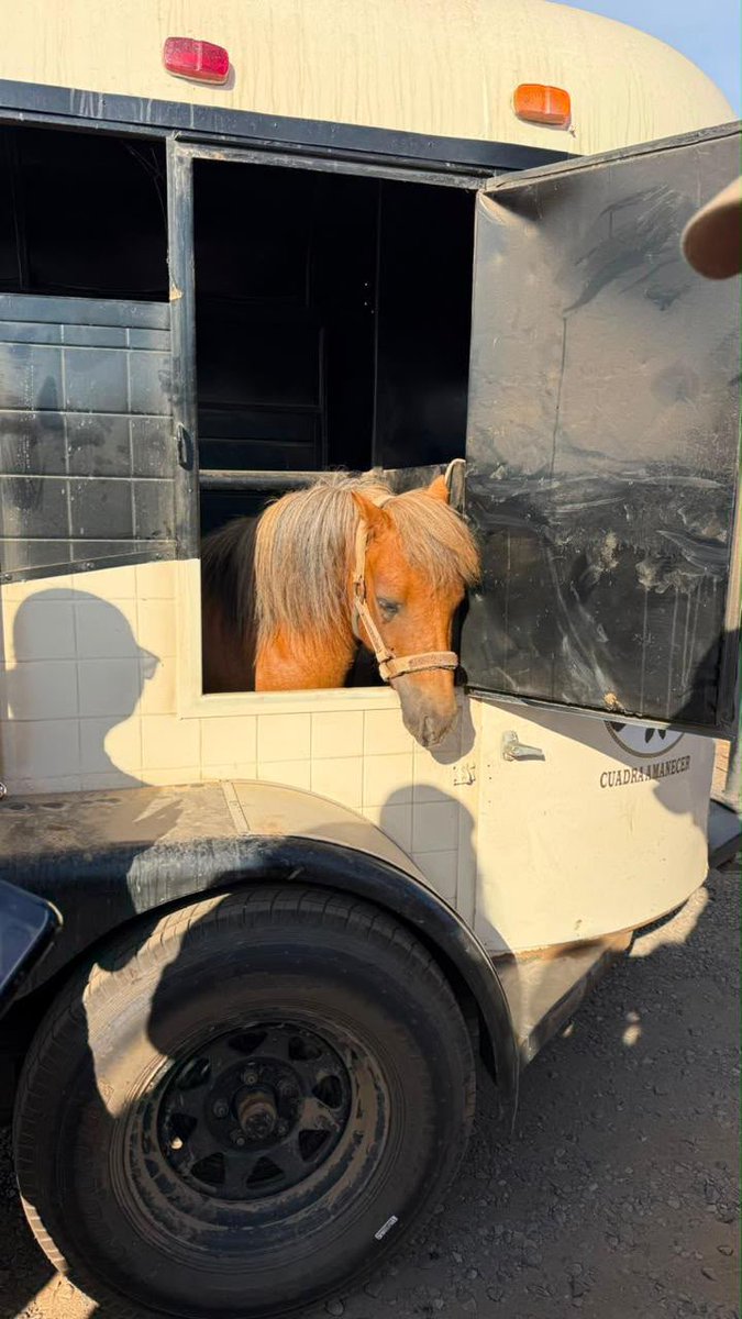 MarinadelPilar's tweet photo. El pony que se viralizó el día de ayer por un caso de presunto maltrato animal ya se encuentra bajo resguardo de la Fiscalía General del Estado.

Además, tras la intervención, se confirmó que vivía en malas condiciones, por lo que fue asegurado para recibir una valoración médico-veterinaria y los cuidados necesarios que le permitan recuperar su bienestar y garantizarle una mejor calidad de vida.

Gracias a todas las personas que alzaron la voz y compartieron esta denuncia. Su participación fue fundamental para actuar de manera oportuna. Seguiremos trabajando para que ningún caso de maltrato animal quede impune.