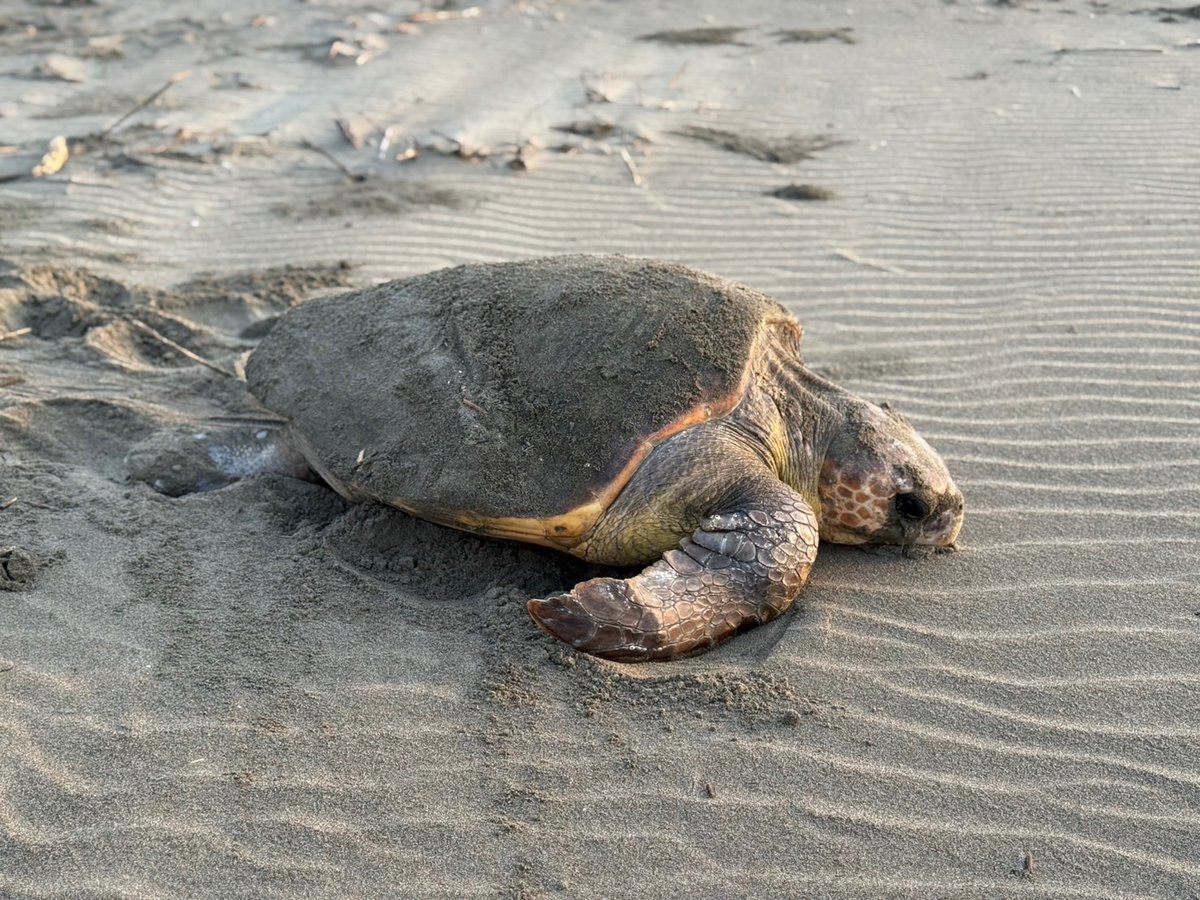viamaterras2020's tweet photo. ＼ウミガメに会いに行こう🐢／

7/13(月)、富田浜へウミガメに会いに行ってきました！
宮崎県野生動物研究会新富南班の皆様のご協力のもと、約1週間、毎朝待ち続け、ようやくその姿を見ることができました✨

詳しくはこちら⬇️
https://t.co/AdS5IgtKXJ

#ヴィアマ
#アカウミガメ
#新富町
#富田浜 https://t.co/7oq8PzmLPo