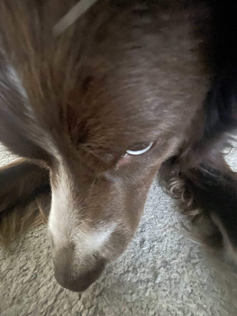 Patches O’Hooligan tweet media