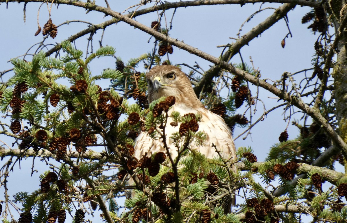 a northern flicker with “issues” tweet media