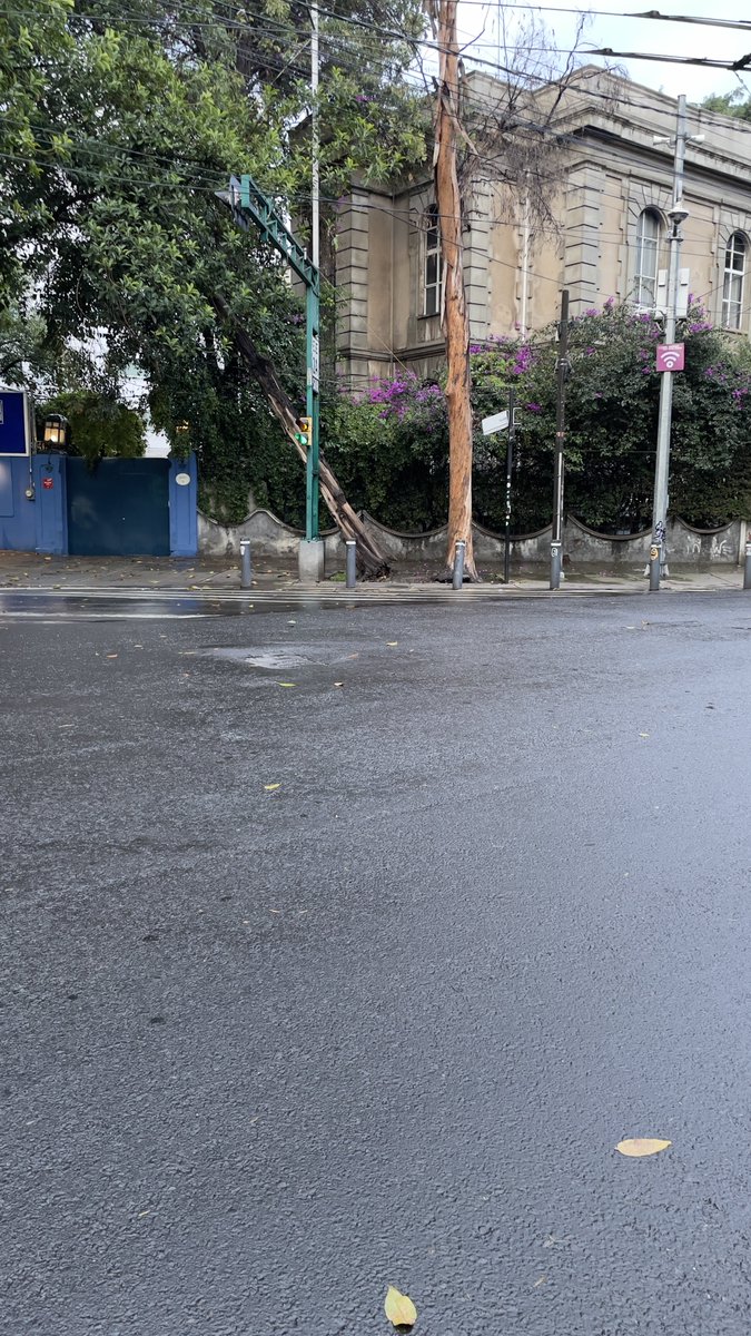 dreduphd's tweet photo. 🚨Ayuda urgente @AlcCuauhtemocMx. Hay un árbol cayéndose en Av. Yucatán 96, esquina San Luis Potosí @LaRomaDF, CDMX. https://t.co/8BsCyKm5bF
