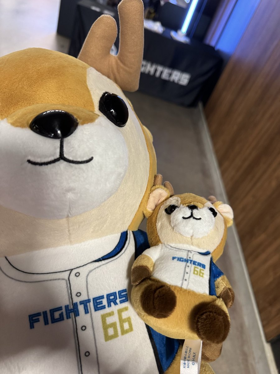 asmsm26's tweet photo. ファイターズ　ぬいぐるみくじ
エゾシカ

譲　66万波 特賞　4等
求　淺間　異種相談
本日現地です。次回は8月現地予定です。 https://t.co/1zXCOlI1Dk