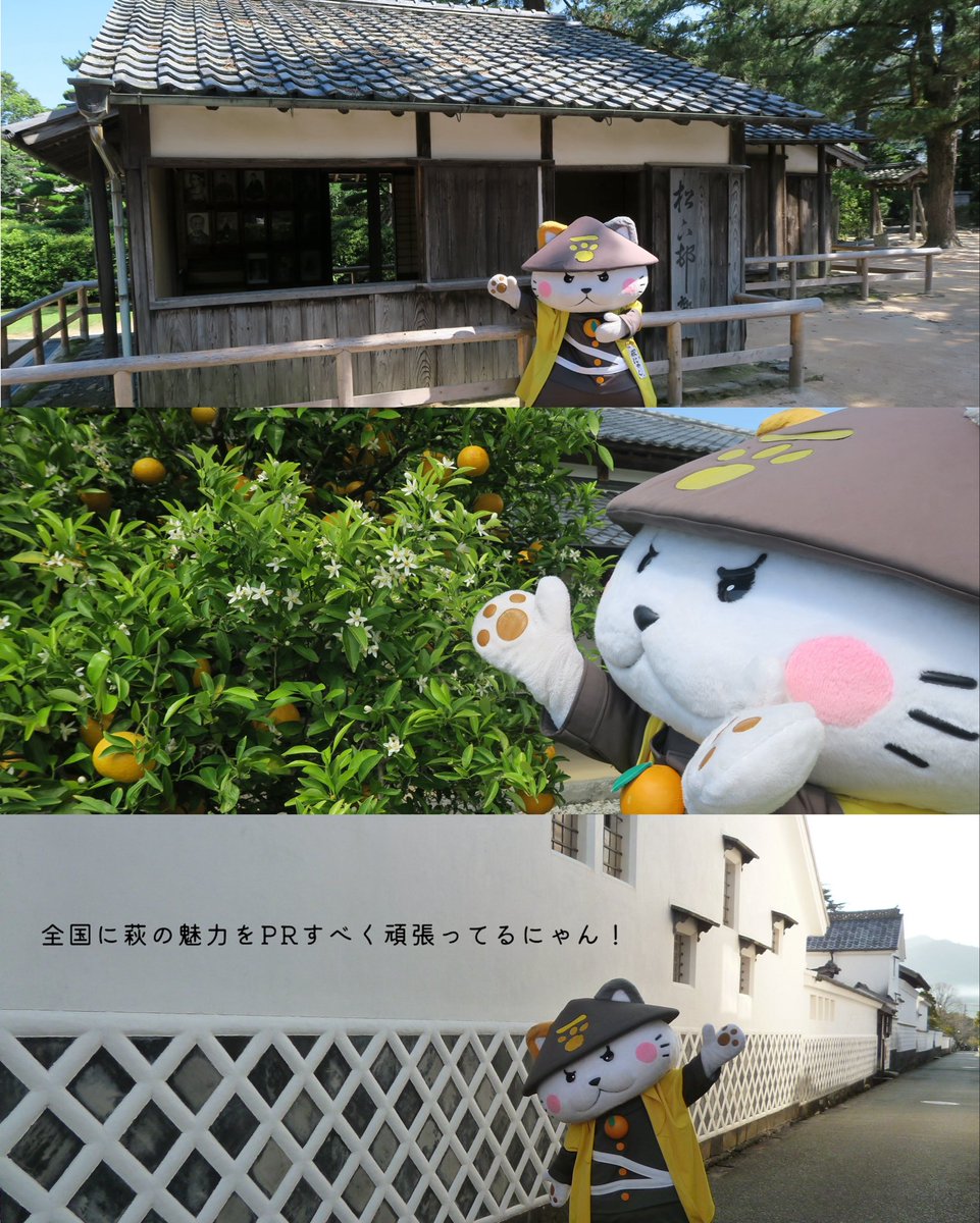 hagi_burari's tweet photo. 萩市のキャラクターは？💭
 
全国に萩の魅力を発信すべく頑張っている、#萩にゃん。です！
あこがれの人は高杉晋作で、奇兵隊の隊服を着用しています。
これからも仲良くしてください！
HPでは、萩にゃん。のプロフィールや登場スケジュールをご紹介しています😸🍊

#山口県　#萩市　#萩旅 https://t.co/PvGGtIzgqp