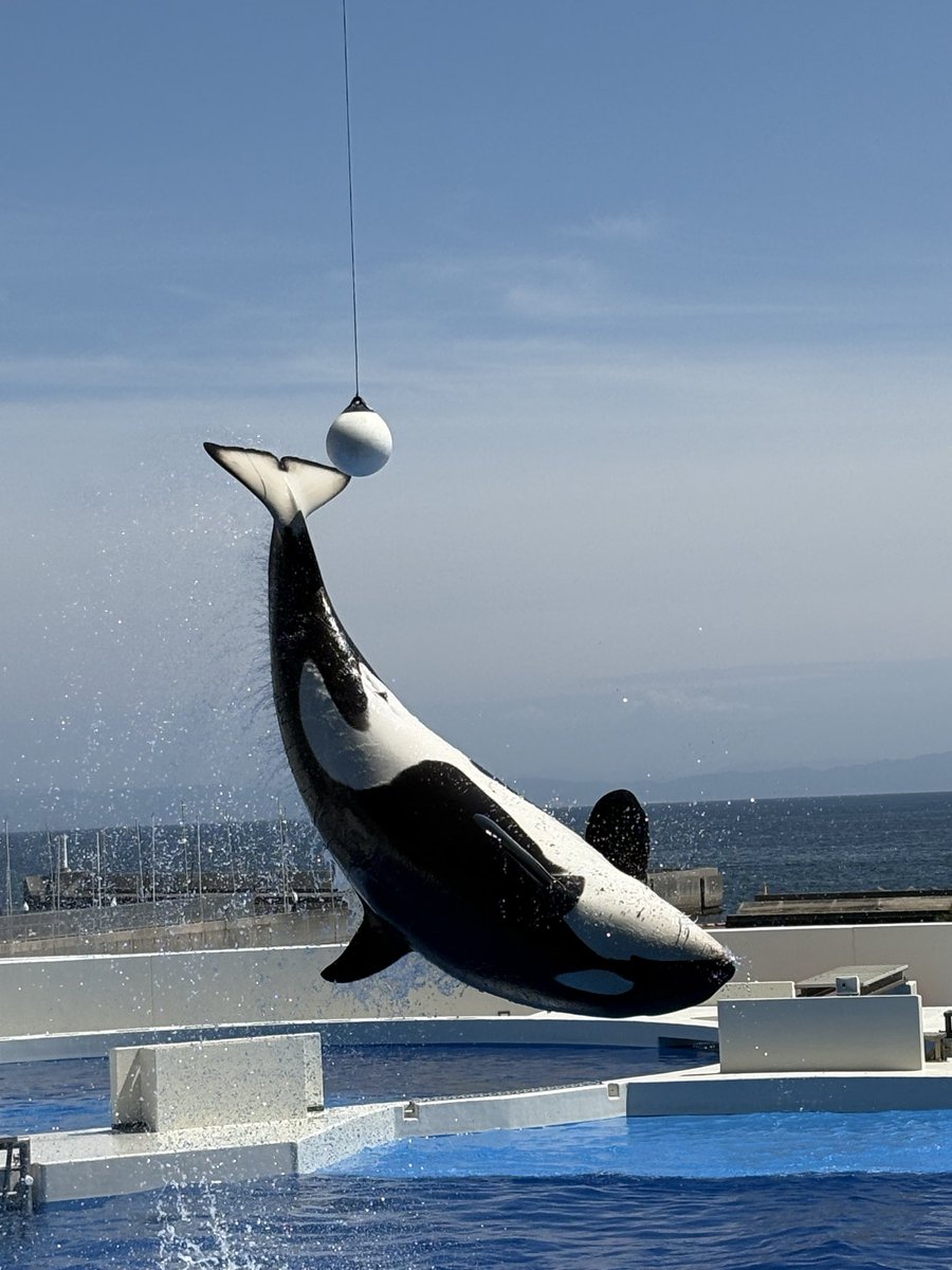 世界中の海にいるシャチ。水族館にいるシャチも、海にいるシャチも