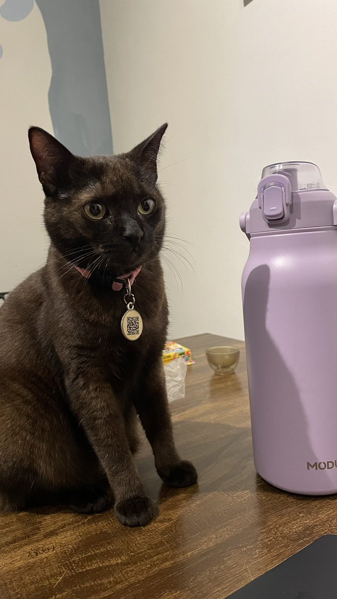 izzyroxa's tweet photo. meu final de semana foi basicamente ver os gatinhos dos meus amigos. https://t.co/5626JFjlnj